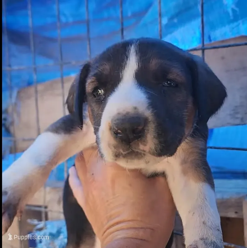 Doberdane Tri-color F – Doberman Pinscher, Great Dane puppy for sale in Maricopa, AZ