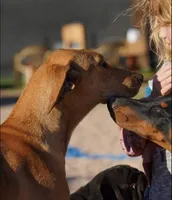Doberdane Tri-color F, a female Doberman Pinscher and Great Dane for sale in Maricopa, AZ – 3 of 3