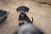 Doberdane Blk/Rst F, a female Doberman Pinscher and Great Dane for sale in Maricopa, AZ – 2 of 10