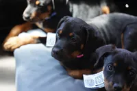 Amiri, a female Rottweiler for sale in Maricopa, AZ – 8 of 8