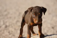 Diabla Red F, a female Doberman Pinscher for sale in Maricopa, AZ – 5 of 10