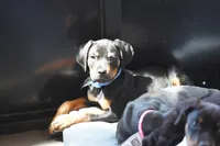 Romeo, a male Rottweiler for sale in Maricopa, AZ – 2 of 10