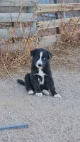 McNabsky F blu eye, a female Siberian Husky and McNab Shepherd for sale in Maricopa, AZ – 5 of 6