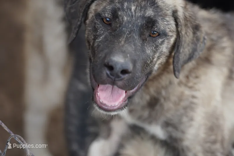 Bansky (SliverBrindle) – Siberian Husky, American Mastiff puppy for sale in Maricopa, AZ