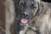 Bansky (SliverBrindle), a male Siberian Husky and American Mastiff for sale in Maricopa, AZ – 1 of 10