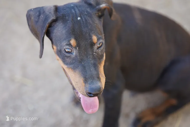 Dobie Blk M – Doberman Pinscher puppy for sale in Maricopa, AZ
