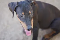 Dobie Blk M, a male Doberman Pinscher for sale in Maricopa, AZ – 1 of 6