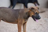 Bandogge (Aubrey), a female American Mastiff for sale in Maricopa, AZ – 4 of 10