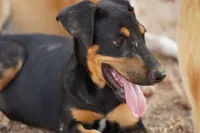 Doberdane Blk/Rst F, a female Doberman Pinscher and Great Dane for sale in Maricopa, AZ – 10 of 10