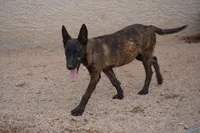 Dutch (Stella), a female Dutch Shepherd for sale in Maricopa, AZ – 10 of 10