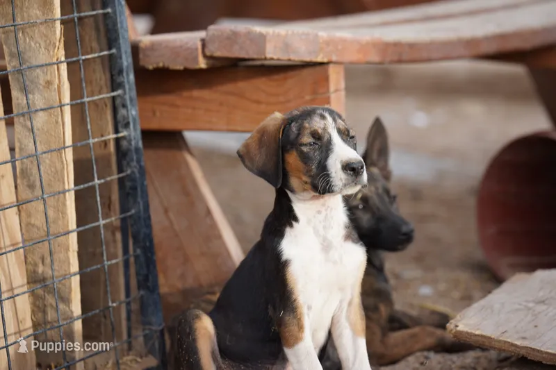 Doberdane Tri-color F – Doberman Pinscher, Great Dane puppy for sale in Maricopa, AZ