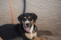 Bandogge (Bart), a male American Mastiff for sale in Maricopa, AZ – 2 of 10