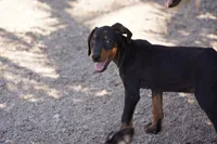 Dobie Blk M, a male Doberman Pinscher for sale in Maricopa, AZ – 5 of 6