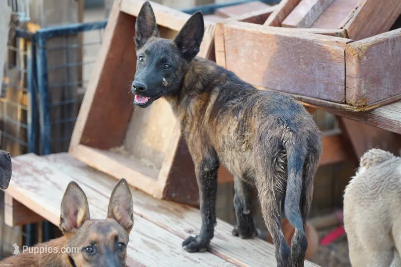 Dutch (Stella) – Dutch Shepherd puppy for sale in Maricopa, AZ