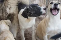 Bansky (Pinto), a female Siberian Husky and American Mastiff for sale in Maricopa, AZ – 3 of 7