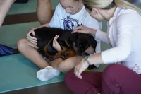 Meleys, a female Rottweiler for sale in Maricopa, AZ – 7 of 10