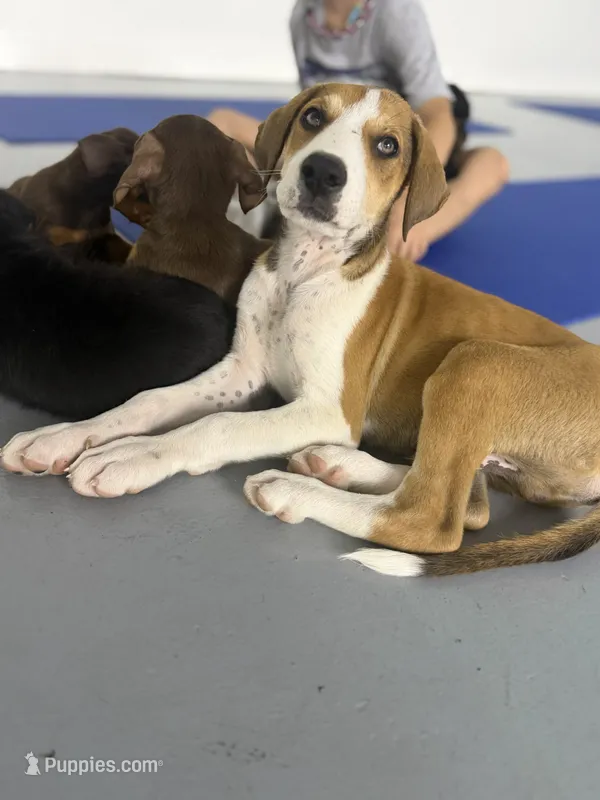 Doberdane (Sparky) – Doberman Pinscher, Great Dane puppy for sale in Maricopa, AZ