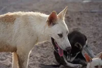 Tiscar Farm Dog (Alex), a male Akita and McNab Shepherd for sale in Maricopa, AZ – 8 of 10