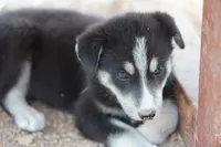 McNabsky F blkwht, a female Siberian Husky and McNab Shepherd for sale in Maricopa, AZ – 3 of 10