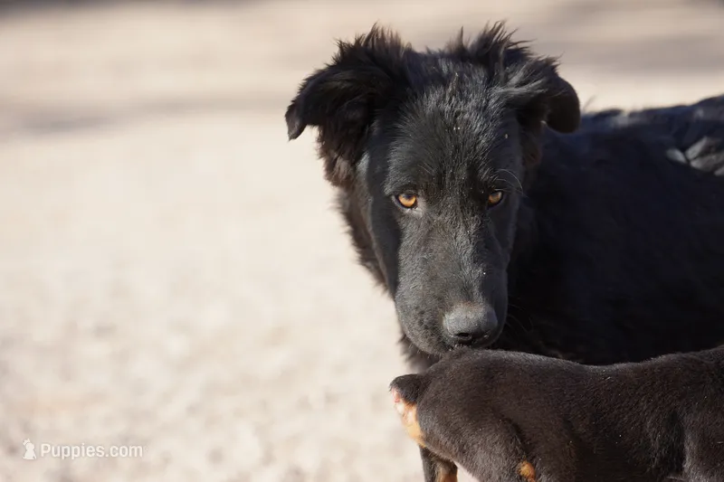Toes M Black – Akita, McNab Shepherd puppy for sale in Maricopa, AZ