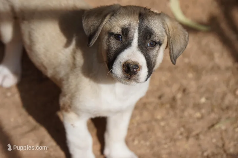 Bandsky B;onde 1 – Siberian Husky, American Mastiff puppy for sale in Maricopa, AZ
