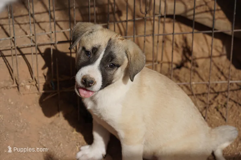 Bandsky Blonde 1 – Siberian Husky, American Mastiff puppy for sale in Maricopa, AZ