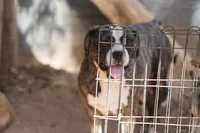 Bandsky Blonde 1, a female Siberian Husky and American Mastiff for sale in Maricopa, AZ – Photo 6 of 7