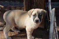 Bandsky Blonde 1, a female Siberian Husky and American Mastiff for sale in Maricopa, AZ – Photo 3 of 7