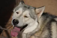 Bandsky Blonde 1, a female Siberian Husky and American Mastiff for sale in Maricopa, AZ – Photo 5 of 7