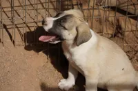 Bandsky Blonde 1, a female Siberian Husky and American Mastiff for sale in Maricopa, AZ – Photo 7 of 7