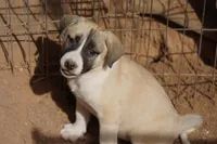 Bandsky Blonde 1, a female Siberian Husky and American Mastiff for sale in Maricopa, AZ – Photo 4 of 7