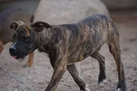 Bandogge (BrindM), a male American Mastiff for sale in Maricopa, AZ – 6 of 10