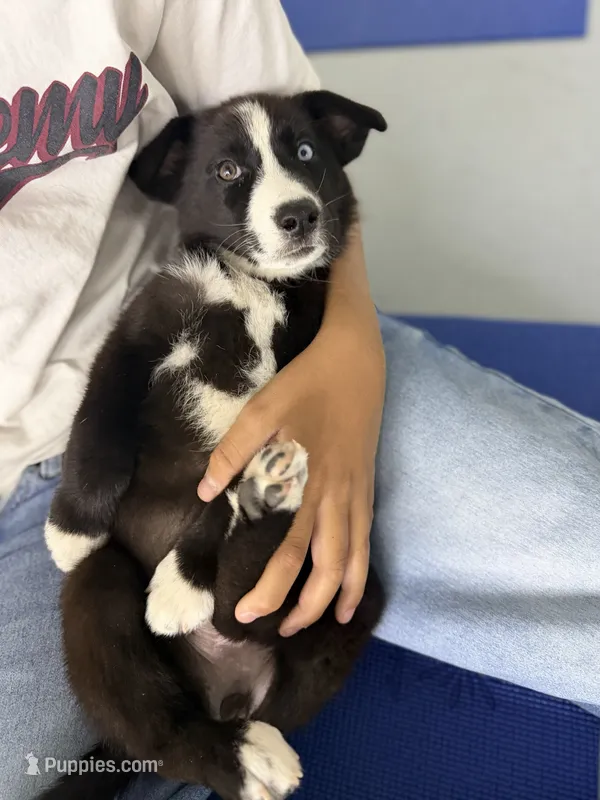 Husky Blue Eye Girl – Siberian Husky puppy for sale in Maricopa, AZ