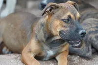 Bandogge (Aubrey), a female American Mastiff for sale in Maricopa, AZ – 7 of 10