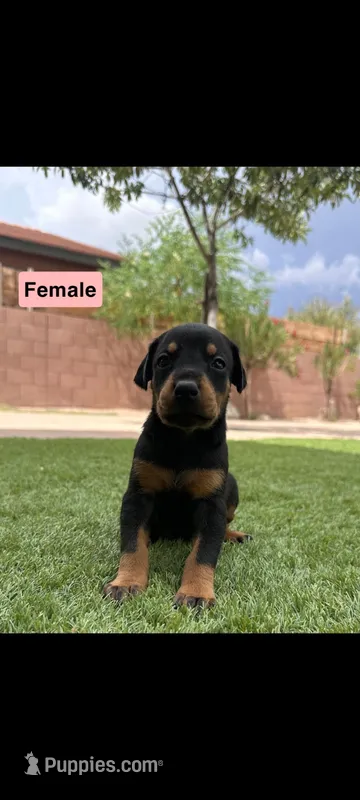 Akira Blk F – Doberman Pinscher puppy for sale in Maricopa, AZ