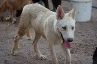 Tiscar Farm Dog (Alex), a male Akita and McNab Shepherd for sale in Maricopa, AZ – 10 of 10