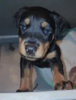 Lucy, a female Rottweiler for sale in Maricopa, AZ – 3 of 10