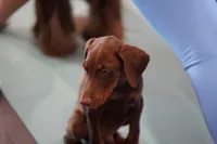 Dobie Red M, a male Doberman Pinscher for sale in Maricopa, AZ – 9 of 9