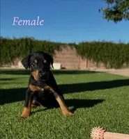 Akira Blk F, a female Doberman Pinscher for sale in Maricopa, AZ – 8 of 10
