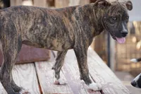 Bandogge (BrindM), a male American Mastiff for sale in Maricopa, AZ – 9 of 10