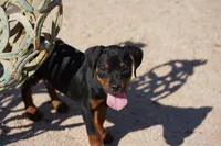 Rott (GenM2), a male Rottweiler for sale in Maricopa, AZ – 4 of 9