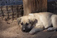 Bansky Blonde 3, a female Siberian Husky and American Mastiff for sale in Maricopa, AZ – 4 of 10