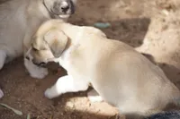 Bansky Blonde 3, a female Siberian Husky and American Mastiff for sale in Maricopa, AZ – 8 of 10