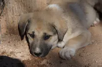 Bansky Blonde 3, a female Siberian Husky and American Mastiff for sale in Maricopa, AZ – 7 of 10