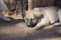 Bansky Blonde 3, a female Siberian Husky and American Mastiff for sale in Maricopa, AZ – 6 of 10