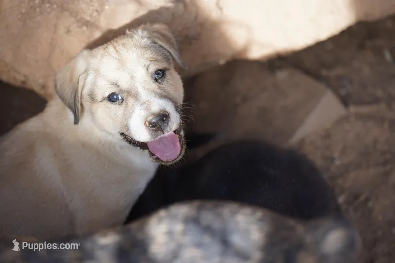 Bansky Blonde 3 – Siberian Husky, American Mastiff puppy for sale in Maricopa, AZ
