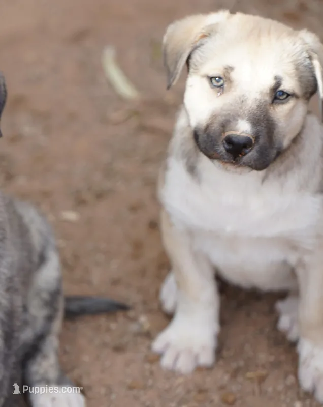 Bansky Blonde 3 – Siberian Husky, American Mastiff puppy for sale in Maricopa, AZ
