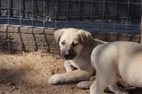 Bansky Blonde 3, a female Siberian Husky and American Mastiff for sale in Maricopa, AZ – 3 of 10