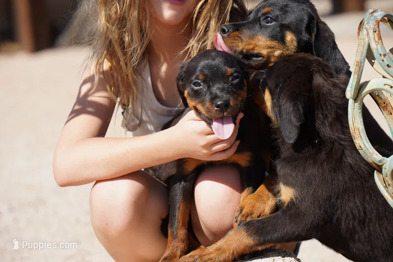 Rott (Chanel F) – Rottweiler puppy for sale in Maricopa, AZ