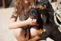 Rott (Chanel F), a female Rottweiler for sale in Maricopa, AZ – 1 of 10